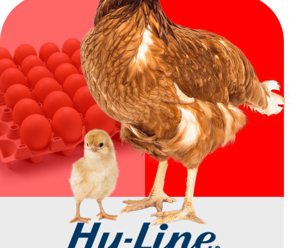 Gallina
